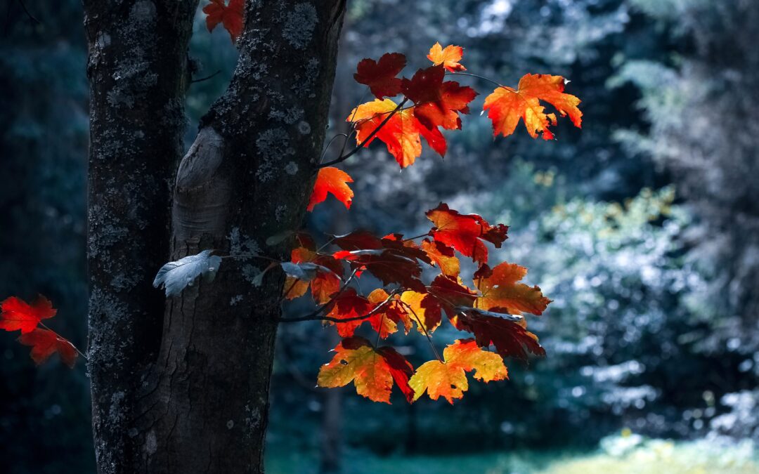 Growth Through Change
